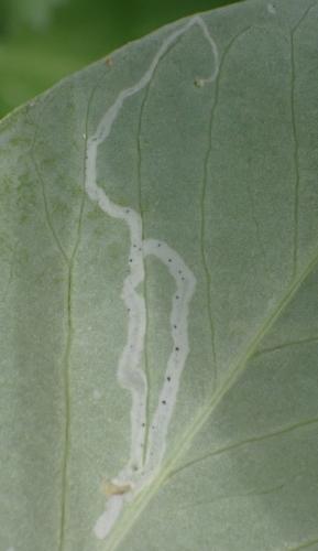 Réf. 345 046 : Chromatomyia horticola